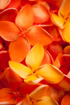 A beautiful macro shot of colorful and vibrant Jungle flame or Ixora flowers