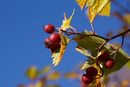 A closeup of red berries (likely Sorbus intermedia) with colorful autumn leaves and blue sky background. Photographed in Finland, October 2010.