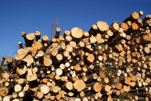 A large stack of wooden logs against the blue sky for renewable energy. Photographed in Tammela, Finland in October 2010.