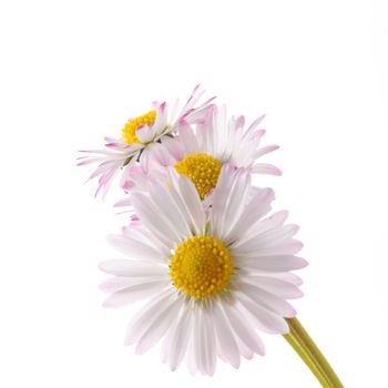 daisy flower isolated on white background with copyspace