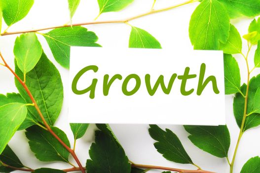 growth concept with word on nature still life