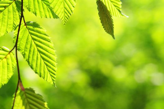 beautyfil nature concept with green summer leaf and copyspace