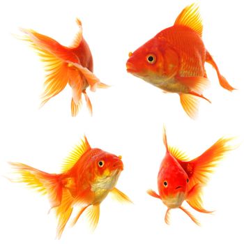 collection of goldfish isolated on white showing nature or eco concept