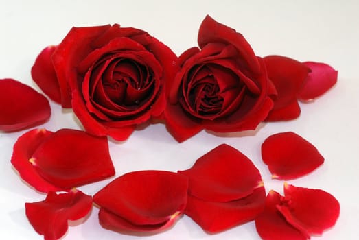 red rose flower,petals used for aromatherapy spa