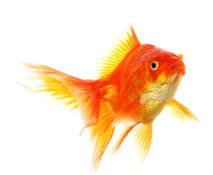 swimming single goldfish isolated on white showing lonelyness concept