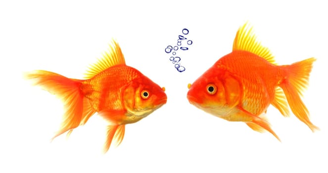 goldfish with bubbles showing discussion talk or conversation concept