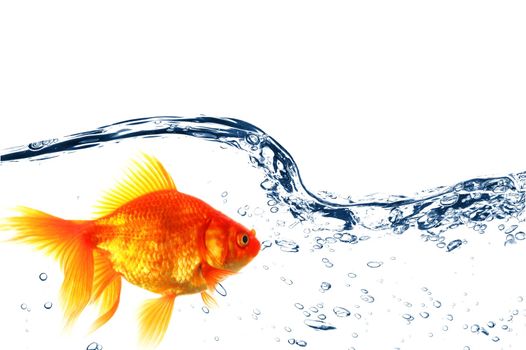 goldfish under water with bubbles and copyspace on white