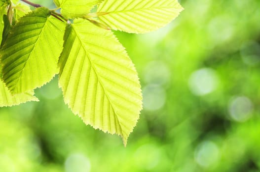 green summer leaves with copyspace showing nature concept