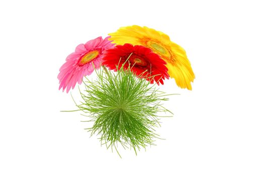 flower and grass microworld isolated on white background
