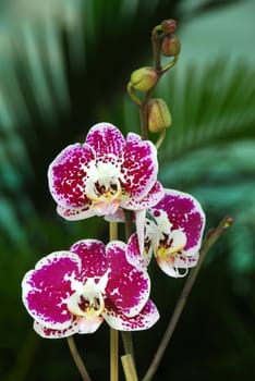 an isolated shot of Pink Moth Orchid Phalaenopsis flower