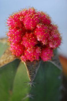 an isolated shot of Ruby Ball Moon Cactus Gymnocalycium mihanovichii Echinocactus mihanovichii