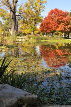 Fall colors