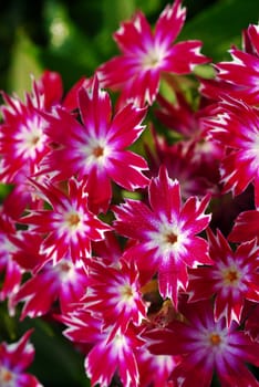 isolated cluster of white pink dianthus flower