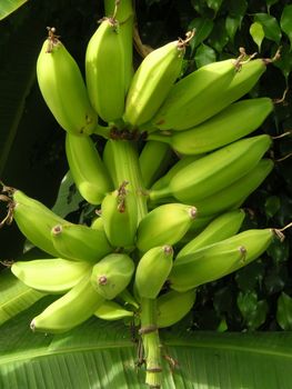 bananas growing on the tree
