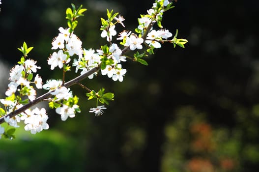 green spring leaves with copyspacee showing nature concept