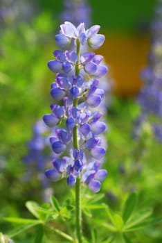 an isolated shot of Blue Lupin Flower