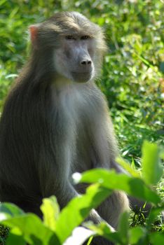 an isolated shot of Baboon monkey animal in jungle