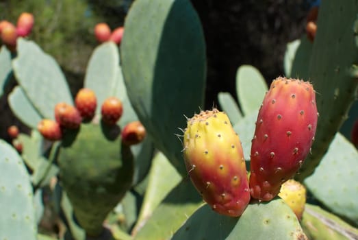 Ripe prickly pear fruit on the cactus