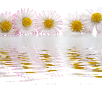 summer or spa flowers with water reflection
