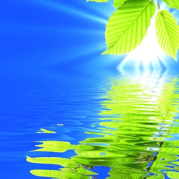 summer spring or ecology concept with green leaves and water