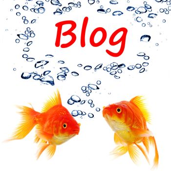 blog blogger or internet blogging concept with goldfish