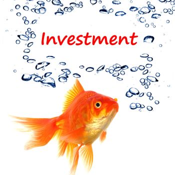 investment invest finance financial or business concept with goldfish on white
