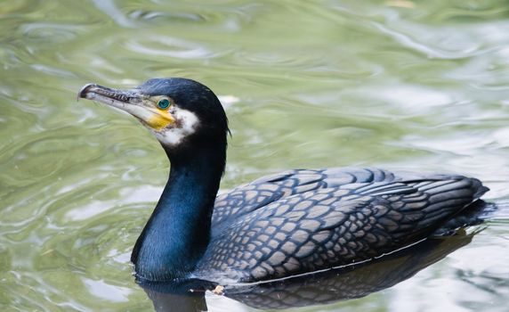 Great cormorant swimming around after catching fish
