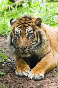 Portrait of tiger laying on the ground and looking watchful