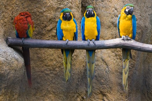 Three yellow and blue parrots in row and one with different colors