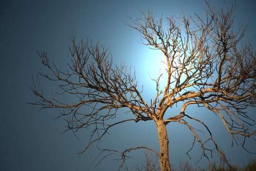 Spooky tree branch in the lit night sky