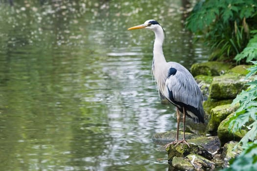 Grey heron standing at the waterside with just eaten fish in neck