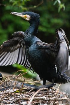 Great cormorant staying on nest and drying wings after fishing