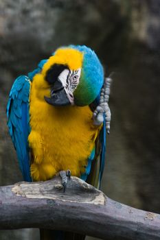 Yellow and blue parrot sitting on branch and scratching head