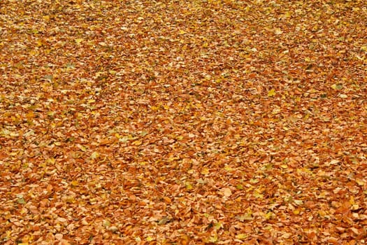 fallen leaves on the ground in the park in autumn for background or texture use