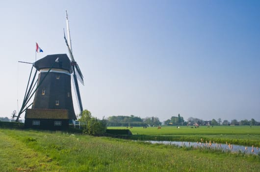 Dutch watermill in polder with farms and horses in spring 