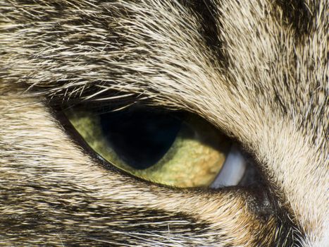 Macroshot of a cat's eye