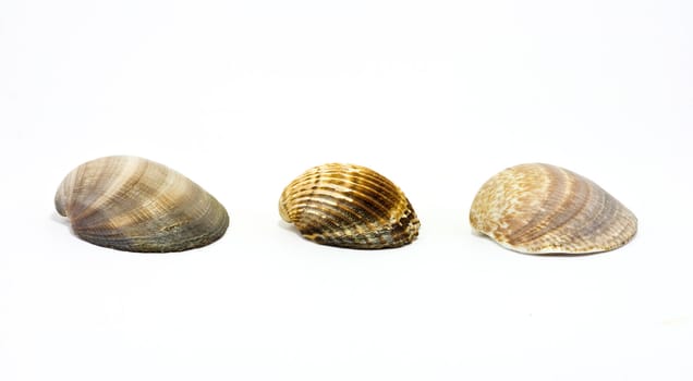 Three sea shells in a row