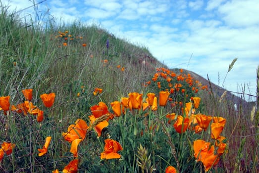 California poppies against a blue spring sky with green foliage