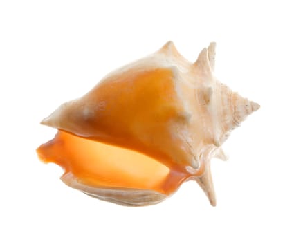 Seashell isolated-frontal  on white background