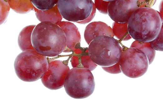 Merlot Grapes on Vine in Vineyard Close-up on a white background
