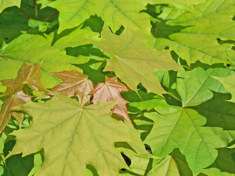 Close up of the fresh mapple leaves.