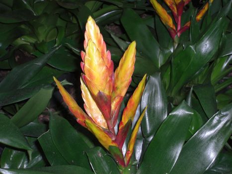 A deep orange and yellow bloom of an annual bulb is nestled in between rich green leaves.