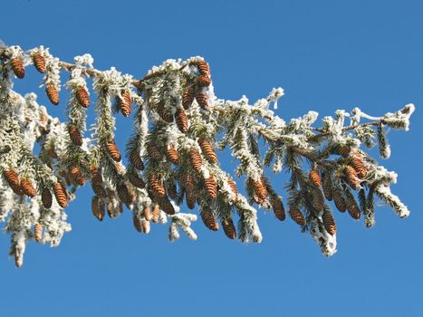 Snow on a branch in the park.