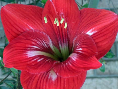 A striking red petal of a velvety looking amaryllis, a tropical bulb.