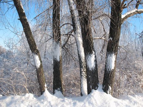 Five trees in the winter forest