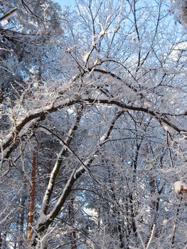 Deadlock in the winter forest.