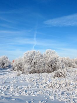 Winter forest in sunny day.