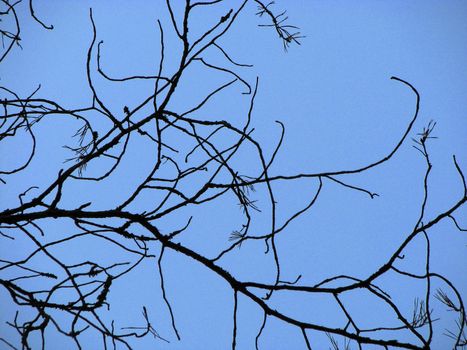 Dead branch and blue sky