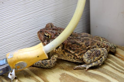 Shot of a Toad on a deck in a corner near a house.