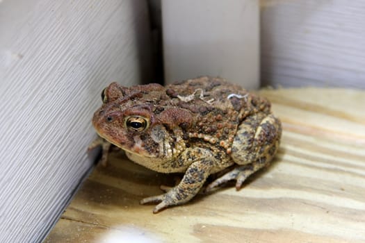 Shot of a Toad on a deck in a corner near a house.